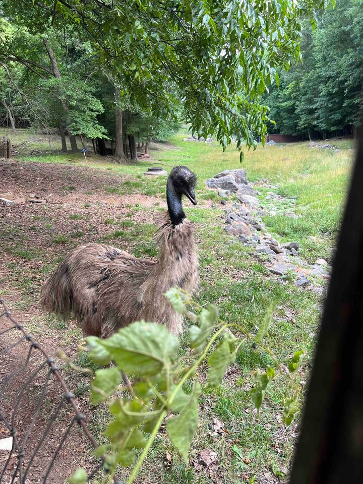 Emu in the field next door