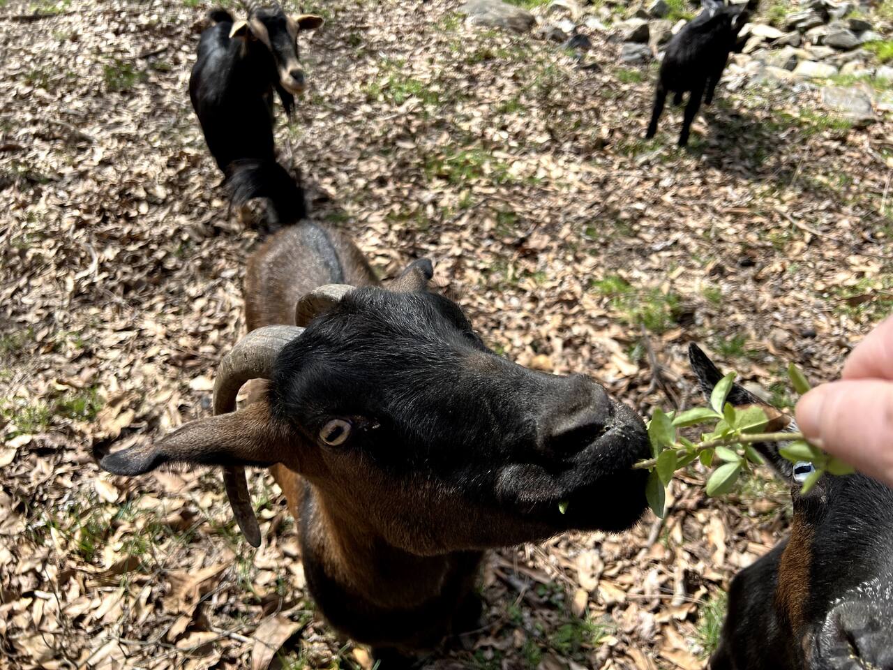 Goats in the neighbouring pasture
